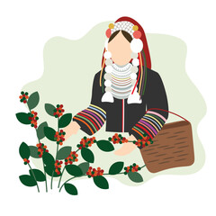 Vector illustration of hill tribe lady in the northern Thailand harvesting coffee plant