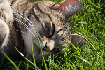 cat laying on grass