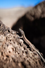 Lagarto de la isla de madeira, portugal