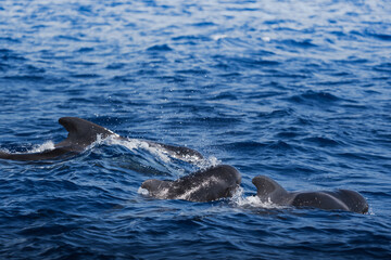 Obraz premium Manada de calderones en el mar de madeira, portugal