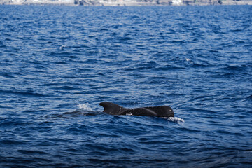 Fototapeta premium calderones en el mar de madeira, portugal