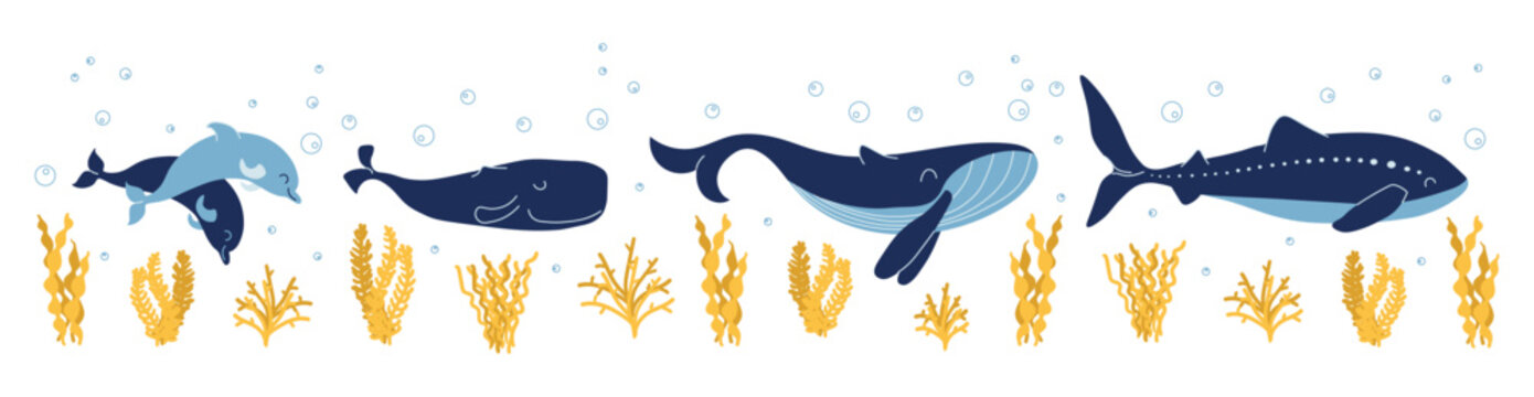 Whale cute doodle collection. Sea mammals and whale shark. Dolphin and cachalot characters. Wildlife poster with seaweed and air bubbles. Vector illustration