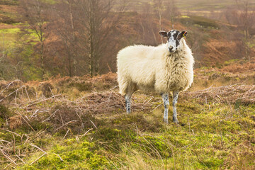 Obraz premium Swaledale mule ewe or female sheep in Winter, alert and stood in open, unfenced moorland in the Yorkshire Dales, facing forward. Horizontal. Space for copy.