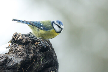 Blaumeise (Cyanistes caeruleu)