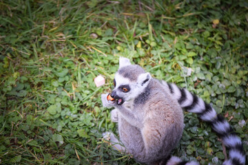 Lemur Kata is eating fruit, whitch he found on the floor.