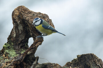 Blaumeise (Cyanistes caeruleu)