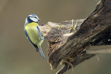Blaumeise (Cyanistes caeruleu)