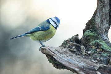 Blaumeise (Cyanistes caeruleu)