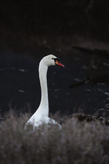 retrato de cisne con contraste del fondo