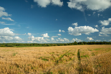 Wheel tracks on rural stubble field and white clouds on the sky, Czulczyce, Poland