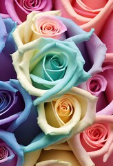 Belles roses, fleurs avec beaucoup de couleurs, idéales comme fond d'écran, carte postale de la Saint-Valentin.