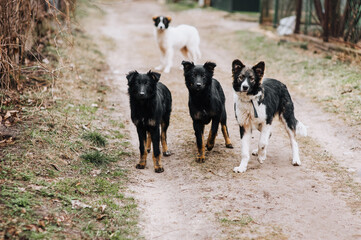 Naklejka na ściany i meble A flock of hungry, shy, curious dogs stand outdoors in nature in the village. Animal photography.