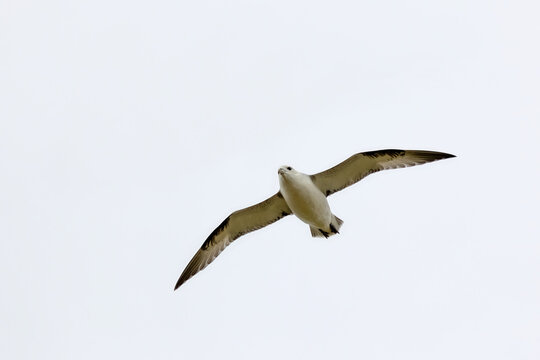 Northern Fulmar