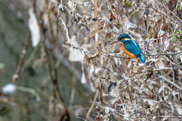 Kingfisher perched, fishing