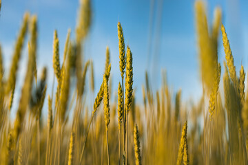 Ears of young wheat in the field. The concept of food crisis and disruption of supply and supply chains. World Hunger Issues