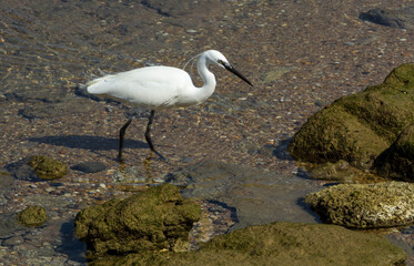 Little egret foraging among the coastal rocks