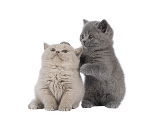 Sweet duo of British Shorthair cat kittens, playing with each other. Looking away from camera....