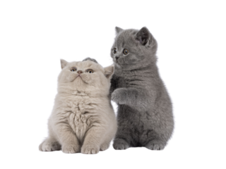 Sweet duo of British Shorthair cat kittens, playing with each other. Looking away from camera. Isolated cutout on a transparent background.