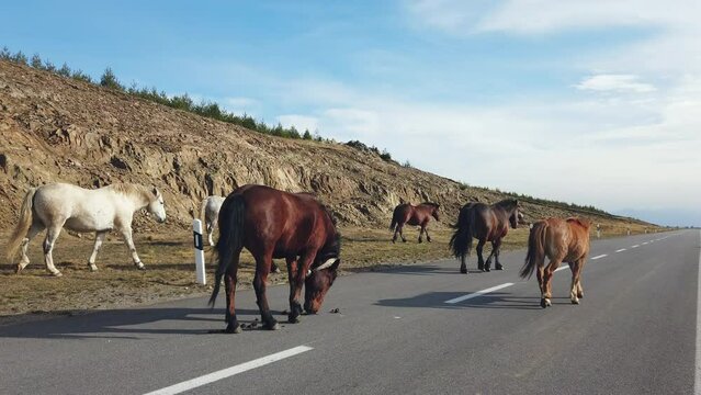 Brown stallion horses walking on the road, slow motion