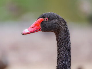Black Swan Head Close