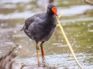 Dusky Moorhen Feeds