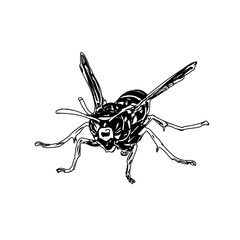 Obraz premium Black and white sketch of a wasp with transparent background