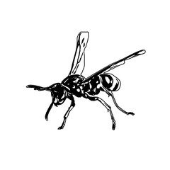 Black and white sketch of a wasp with transparent background