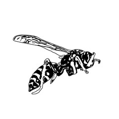 Black and white sketch of a wasp with transparent background