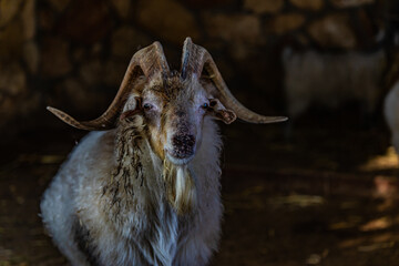 portrait of a goat on a farm