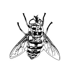 Black and white sketch of a wasp with transparent background