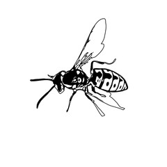 Black and white sketch of a wasp with transparent background