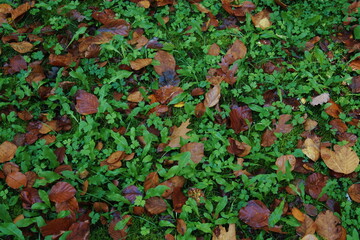 autumn leaves on the ground