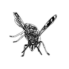 Fototapeta na wymiar Black and white sketch of a wasp with transparent background