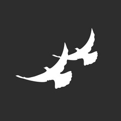 Pair of white doves flying.