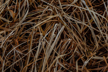 abstract background dry grass on the ground