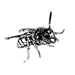 Black and white sketch of a wasp with transparent background