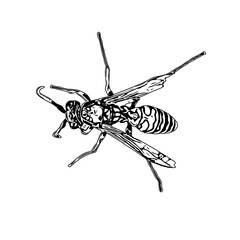 Black and white sketch of a wasp with transparent background