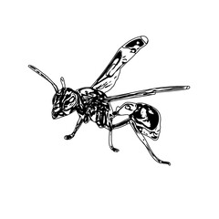 Black and white sketch of a wasp with transparent background