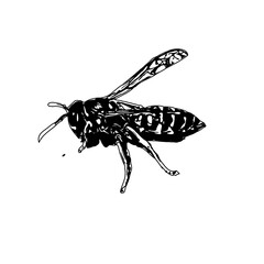 Black and white sketch of a wasp with transparent background