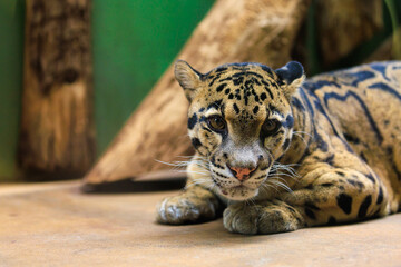 Naklejka premium Leopard close-up. Background with selective focus and copy space