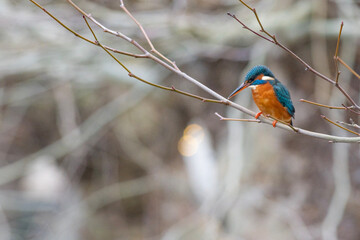 Perched Kingfisher