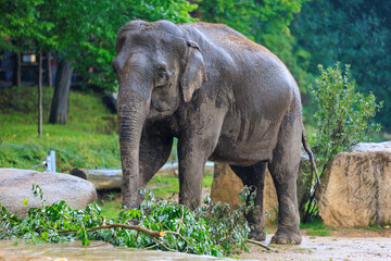 The elephant during the rain. Background with selective focus and copy space