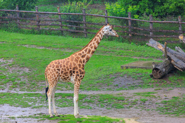 Very beautiful giraffe. Background with selective focus and copy space