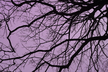 branches of a tree in winter