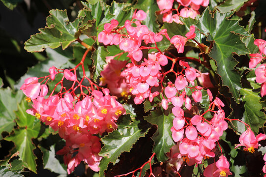Pink flowers on a Angel-wing begonia plant growing in a garden. Begonia aconitifolia