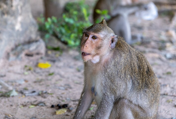 The macaque monkey in forest next to Angkor Wat. Siem Reap