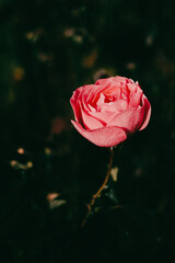 Pink rose with water drops