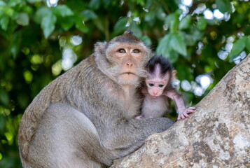 The macaque monkey mom with his little child in the forest next to Angkor Wat. Siem Reap