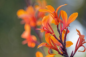 orange canna lily = orange flower