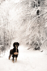 Dog in the snow